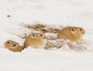 Supporting the "roof of the world" (Image: XI ZHINONG/naturepl.com)