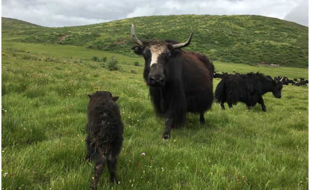 Herders say flowers found in with the grass help keep their yaks healthy