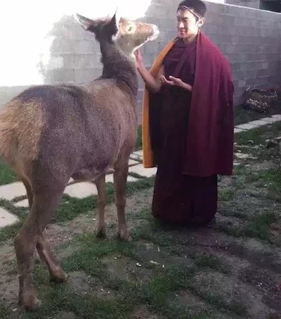 Jamphel Gyatso, 21.