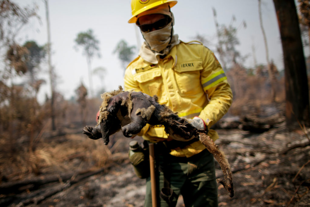 A fire brigade member of Brazilian Institute for the Environment and Renewable Natural Resources holds a dead anteater while attempting to control hot points in a tract of the Amazon jungle near Apui, Amazonas State, Brazil, August 11, 2020 [Ueslei Marcelino/Reuters]